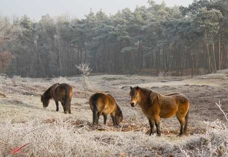 Paarden in de winterkou