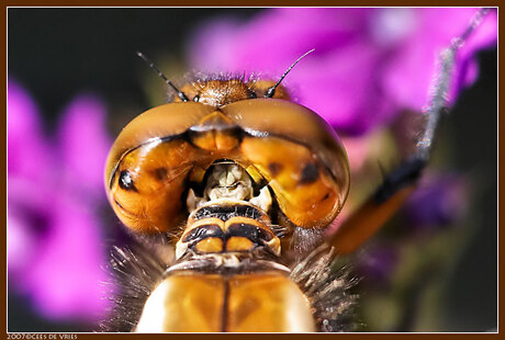 Libellula Depressa