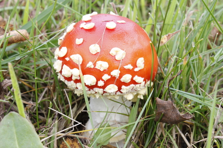 rood met witte stippen