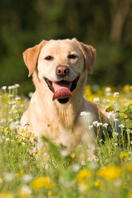 Labrador in bloemetjesveld