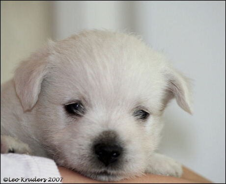 westie pup