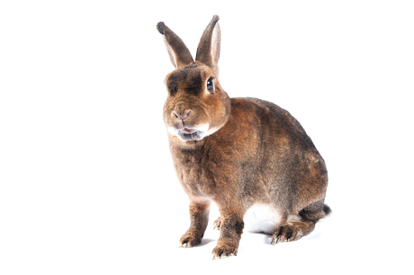Lief bruin konijn met grote oren