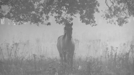 Wild horse in the mist