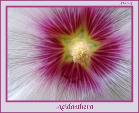 Acidenthera