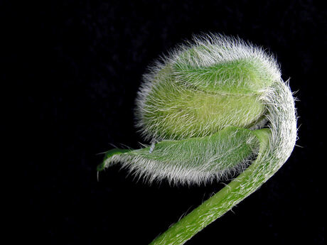 Ontluikende papaver