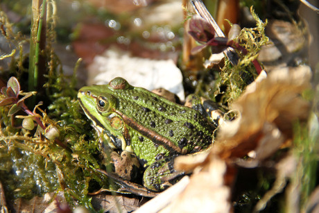 Groene kikker 2