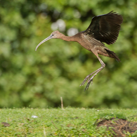 Zwarte ibis 2