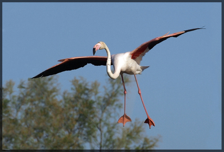 Landende flamingo