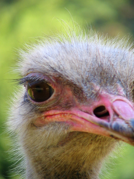 Portret van een struisvogel