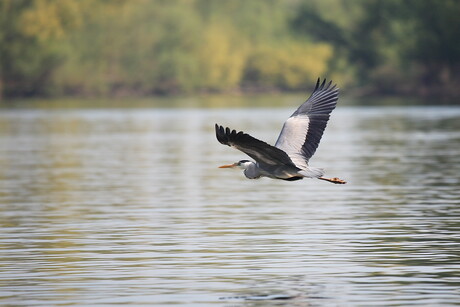 Reiger