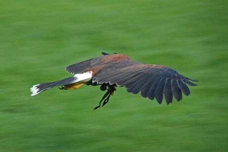 Roofvogeldag 1