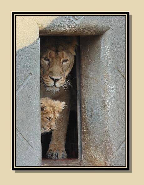 Welpen in Blijdorp 2