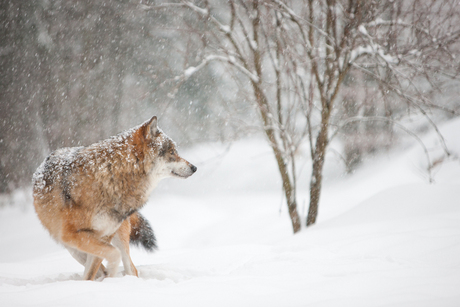 Wolf in Bayerische Wald