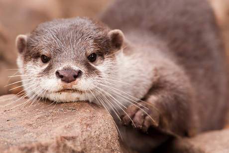 Otter