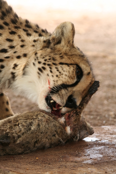 Cheetah Diner