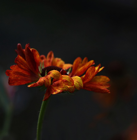 Vers uit eigen tuin.