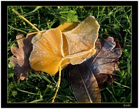 versuikerde ginkgo