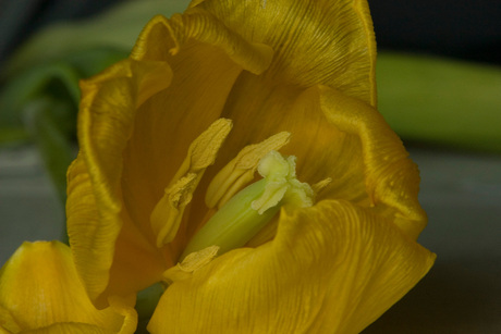 Gele Tulp
