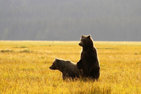 2 jonge beren kijken wat er aan de hand is