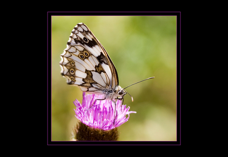 Vlinder in de Dordogne