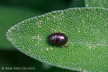 Tor in de tuin