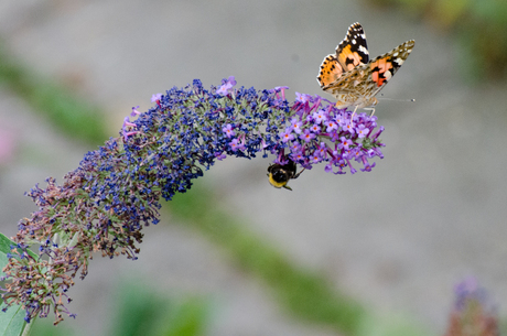 Distelvlinder in de tuin samen met hommel