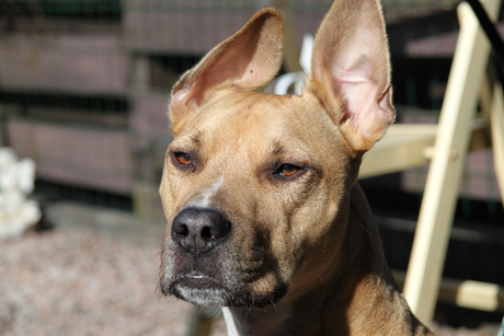 American Staffordshire Terrier