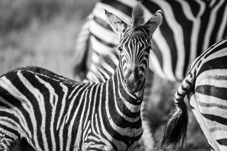 Young zebra in Kruger Park