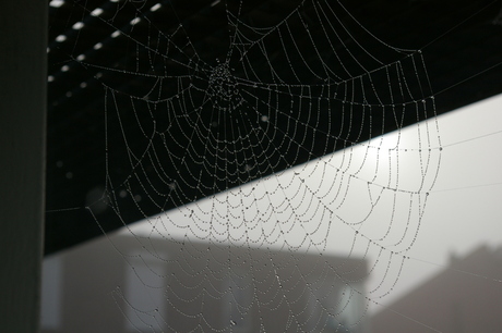 spinneweb