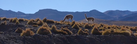 Vicunas in Atacama desert