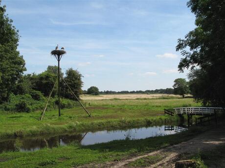 Ooievaars in Ijhorst