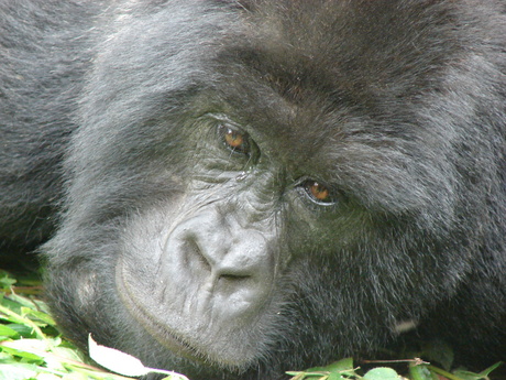 Berggorilla in Congo