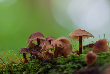 Groepje paddenstoelen.