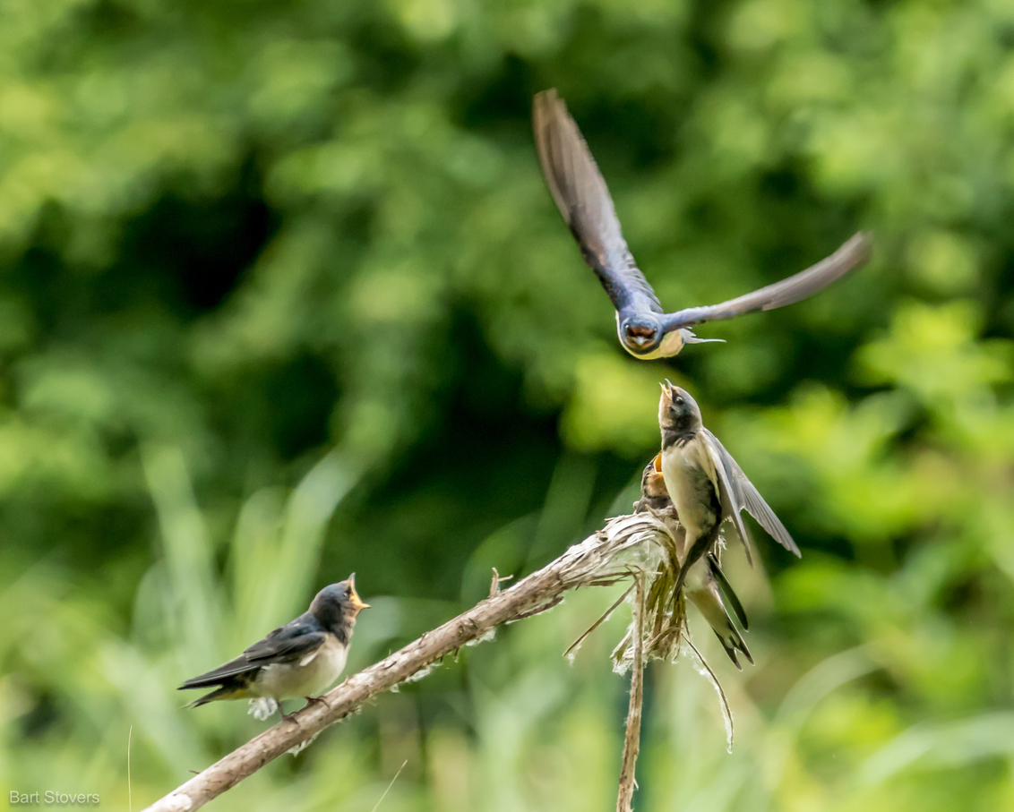 Zwaluwen voeren. - Jonge zwaluwen worden in de vlucht gevoerd. Even aanklikken. - foto door bartstovers op 08-07-2018 - deze foto bevat: vogel, zwaluw, zwaluw voeren