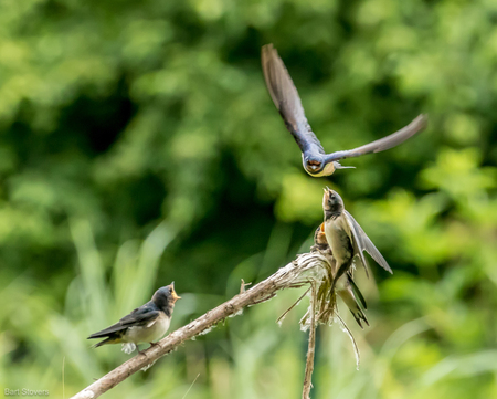 Zwaluwen voeren. - Jonge zwaluwen worden in de vlucht gevoerd. Even aanklikken. - foto door bartstovers op 08-07-2018 - deze foto bevat: vogel, zwaluw, zwaluw voeren