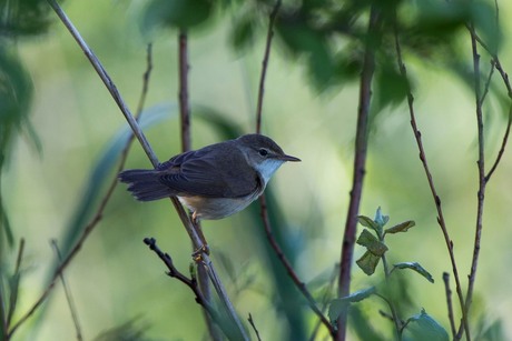 Cetti's zanger