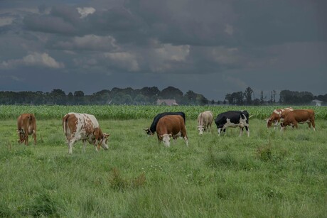 Koeien grazen in een natuurzuivere wei