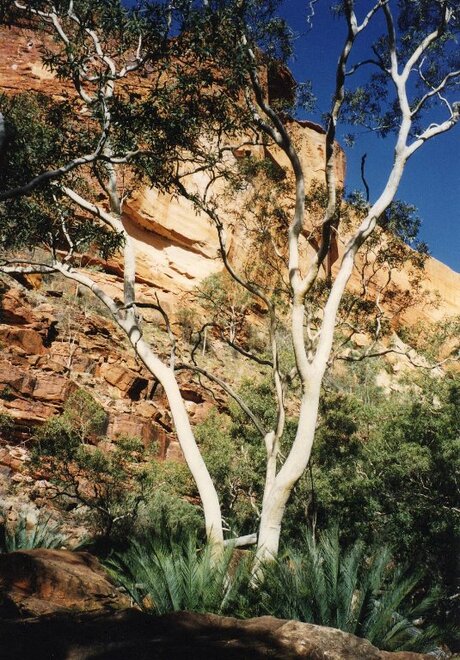 Kings Canyon