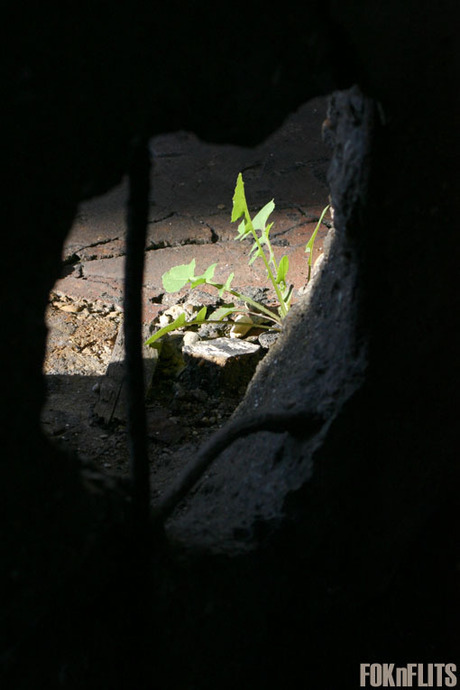 Onkruid in een betonnen jungle