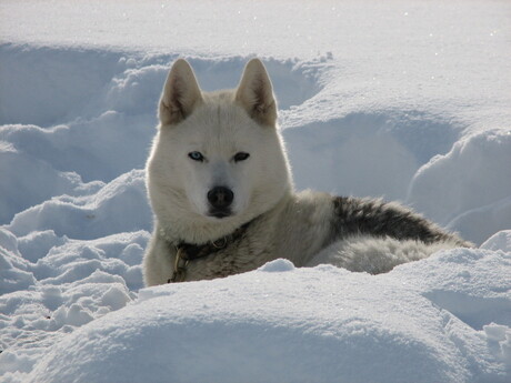 Husky