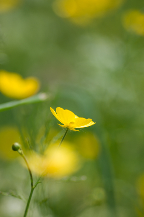 Geel bloemke