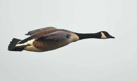 Canadese gans in vlucht