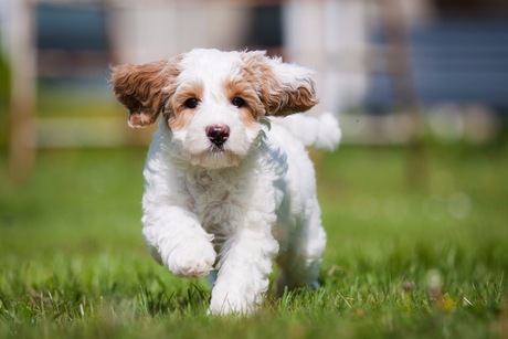 Australian labradoodle pup Bluey