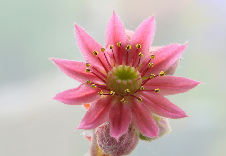 Sempervivum