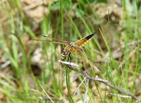 natuur