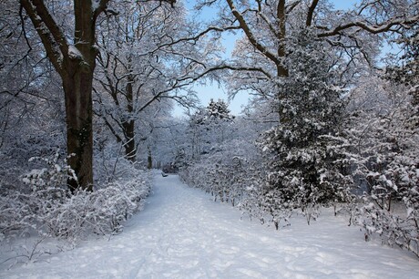 Boswandelng in het park