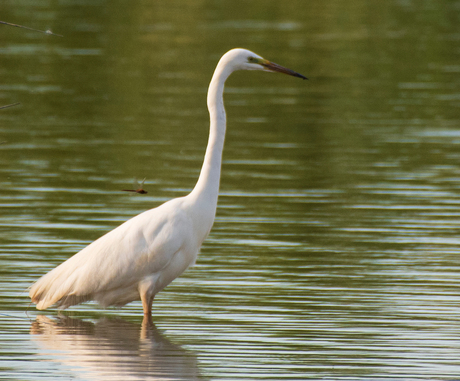 Grote zilverreiger en libelle