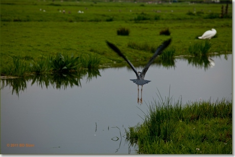 Zilverreiger