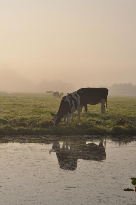 Koe in de mist