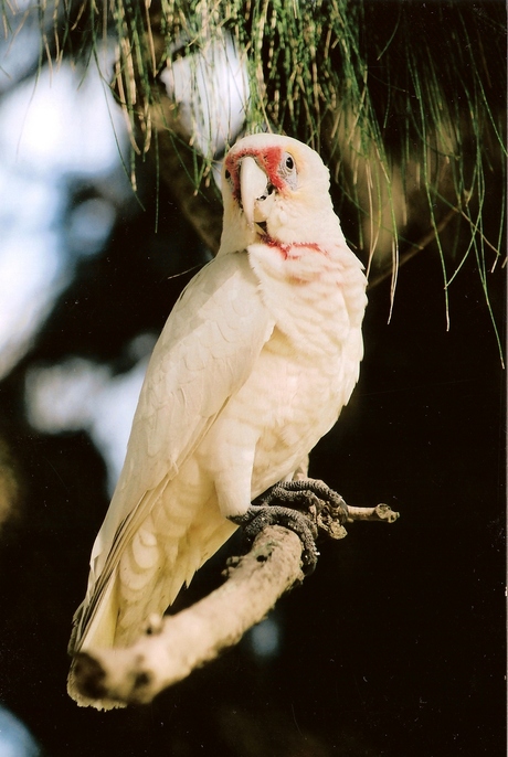 Australia bird